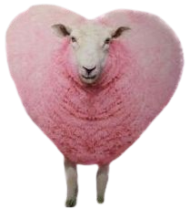 pink sheep